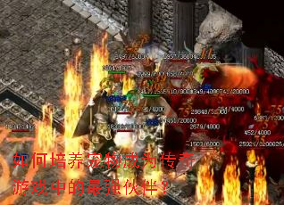 如何培养宠物成为传奇游戏中的最强伙伴? 如何培养宠物成为传奇游戏中的最强伙伴?